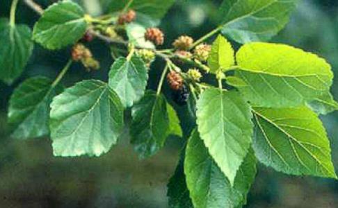 東莞綜合隆鼻技術(shù)醫(yī)院推薦！2023年評分前10家整形醫(yī)院揭曉！